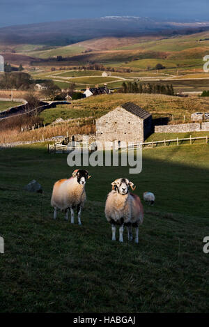 Horton in Ribblesdale, North Yorkshire, UK. 29. November 2016. Späten Nachmittag Sonnenlicht fällt auf Swaledale Schafbeweidung am Selside, Horton in Ribblesdale, Yorkshire Dales National Park. Den letzten Schnee liegt auf den fernen Bergen noch Stockfoto