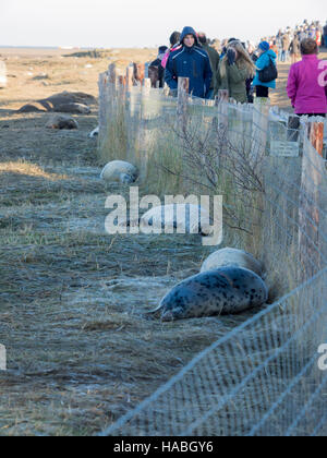 Donna Nook, Lincolnshire, UK. 29. November 2016. Neues Baby geboren Dichtungen sind so daran interessiert, Menschen wie wir sind. Ein Zaun schützt Hmans/Dichtungen voneinander. Bildnachweis: Ian Thwaites/Alamy Live-Nachrichten Stockfoto