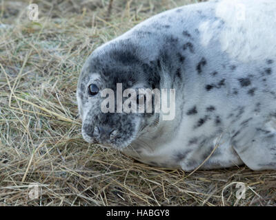 Donna Nook, Lincolnshire, UK. 29. November 2016. Neues Baby geboren Dichtungen sind so daran interessiert, Menschen wie wir sind. Bildnachweis: Ian Thwaites/Alamy Live-Nachrichten Stockfoto