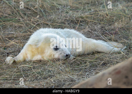 Donna Nook, Lincolnshire, UK. 29. November 2016. Neues Baby geboren Dichtungen sind so daran interessiert, Menschen wie wir sind. Bildnachweis: Ian Thwaites/Alamy Live-Nachrichten Stockfoto