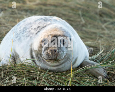 Donna Nook, Lincolnshire, UK. 29. November 2016. Neues Baby geboren Dichtungen sind so daran interessiert, Menschen wie wir sind. Bildnachweis: Ian Thwaites/Alamy Live-Nachrichten Stockfoto