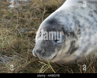 Donna Nook, Lincolnshire, UK. 29. November 2016. Neues Baby geboren Dichtungen sind so daran interessiert, Menschen wie wir sind. Bildnachweis: Ian Thwaites/Alamy Live-Nachrichten Stockfoto