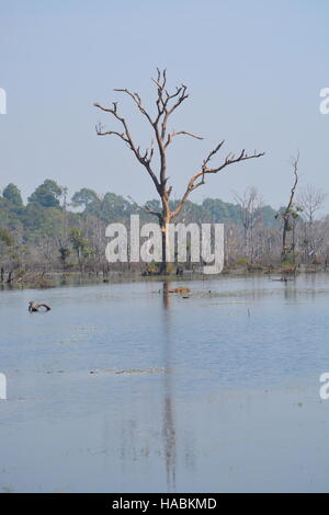 Vegetation in Jayatataka Baray, Kambodscha Stockfoto