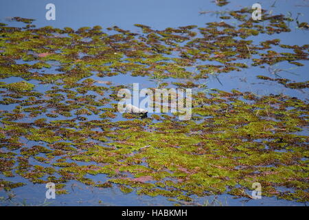 Vegetation in Jayatataka Baray, Kambodscha Stockfoto