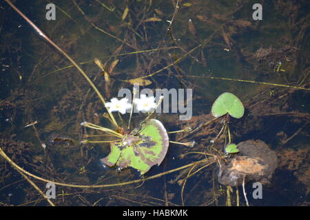 Blumen in Jayatataka Baray, Kambodscha Stockfoto