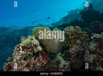 Black footed Clownfische, Amphiprion Nigripes, Unterbringung in Anemone am Korallenriff in Bathala, Malediven Stockfoto