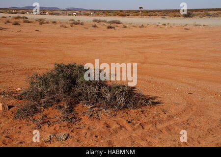 Spärliche Vegetation im Namaqualand Region in der Northern Cape Provinz von Südafrika Bild im Querformat mit Kopie Raum Stockfoto