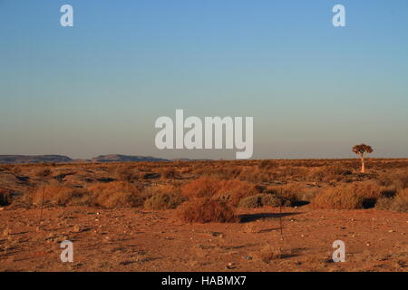 Landschaft mit ein einsamer Köcherbaum im Namaqualand in der Northern Cape Provinz von Südafrika Bild mit Kopie Raum im Querformat. Stockfoto