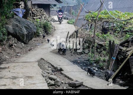 Landleben in Xin Chai Dorf Lao Chai, Sapa, Vietnam, Asien Stockfoto