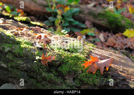 Wald-Stillleben von Moos, Blätter, Pilze auf umgestürzten Baum. Stockfoto