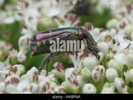 Rose Chafer Käfer (Cetonia Aurata) auf weißen Blüten in Südgriechenland Stockfoto