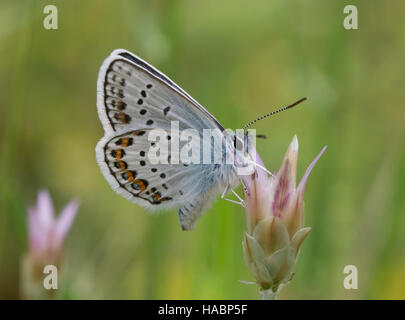 Idas blauer Schmetterling (Plebejus Idas) auf Wildblumen in Südgriechenland Stockfoto