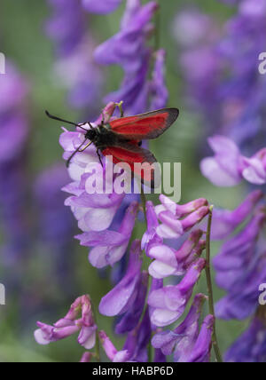 Transparente Burnet Motten (Zygaena Purpuralis) 0n lila Wicke Blumen in Südgriechenland Stockfoto