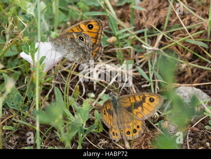 Wand braun Schmetterlinge (Lasiommata Megera) in Südgriechenland - männlich und weiblich - Balz-Verhalten Stockfoto