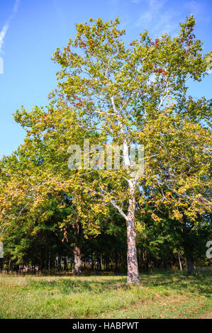 Cowpens National Battlefield Park Stockfoto