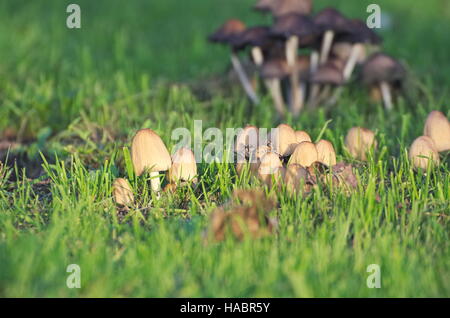 Paar kleine Pilze in dem grünen Rasen Stockfoto