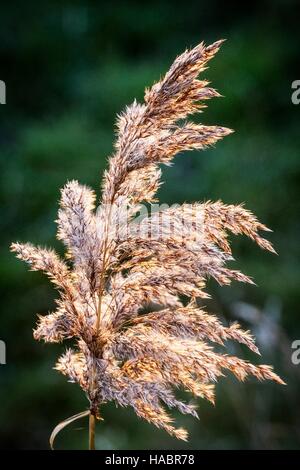 Schöne Schilf Gräser glasiert im Sonnenlicht Stockfoto