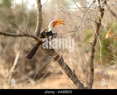 Südliche gelbe abgerechnet Hornbill gefunden in einem Baum im Krüger Nationalpark in Südafrika Stockfoto