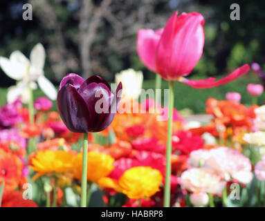 Tulpen unter den Frühlingsblumen. Ein Karneval der Blumen. Stockfoto