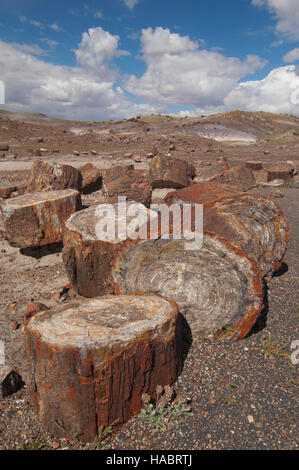 Versteinertes Holz, gebrochene Protokolle, Petrified Forest National National Park, Arizona Stockfoto