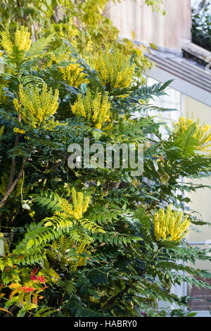 Herbst Blume Spikes von hardy immergrüner Strauch, Mahonia x Media "Lionel Fortescue" Stockfoto