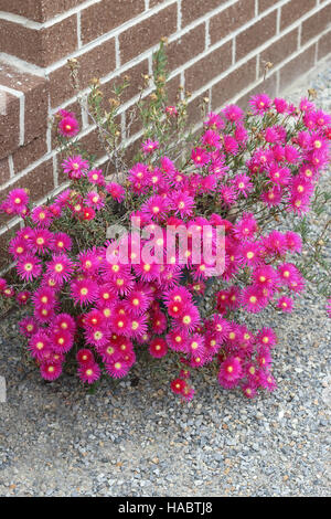 Rosa Schwein Gesicht Blumen oder Mesembryanthemum, Eis Pflanze blüht, Livingstone Gänseblümchen in voller Blüte Stockfoto