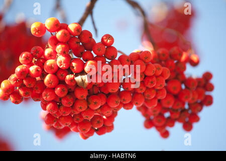 Orange Ashberries auf blauen Himmelshintergrund Stockfoto