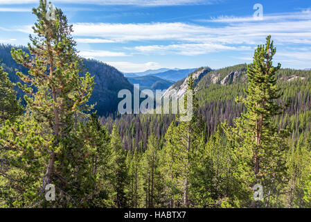 Landschaft mit einem dichten rauen Wald im Shoshone National Forest in Wyoming Stockfoto