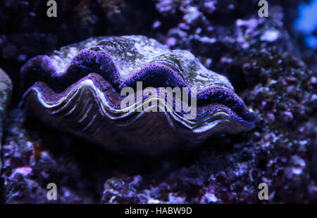 Maxima Clam bekannt als Tridacna Maxima in einem Riff marine blau Stockfoto