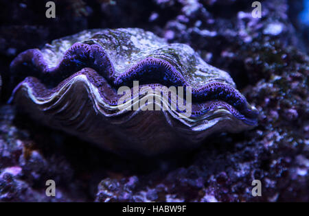 Maxima Clam bekannt als Tridacna Maxima in einem Riff marine blau Stockfoto