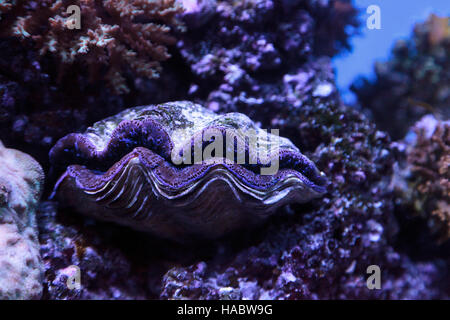 Maxima Clam bekannt als Tridacna Maxima in einem Riff marine blau Stockfoto