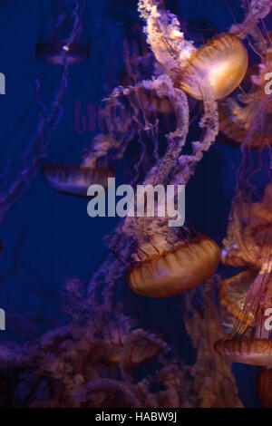 Pacific sea Nettle namens Chrysaora fuscenscens ist bis weit südlich von Baja California und als weit nördlich als British Columbia gesehen. Stockfoto