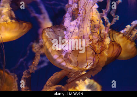 Pacific sea Nettle namens Chrysaora fuscenscens ist bis weit südlich von Baja California und als weit nördlich als British Columbia gesehen. Stockfoto