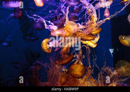 Pacific sea Nettle namens Chrysaora fuscenscens ist bis weit südlich von Baja California und als weit nördlich als British Columbia gesehen. Stockfoto