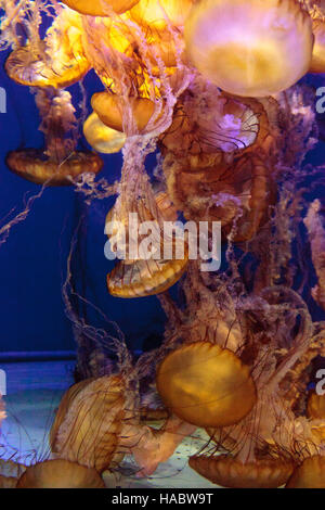 Pacific sea Nettle namens Chrysaora fuscenscens ist bis weit südlich von Baja California und als weit nördlich als British Columbia gesehen. Stockfoto