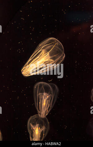 Rippenqualle genannt Phylum Rippenqualle in ein Salzwasser-aquarium Stockfoto