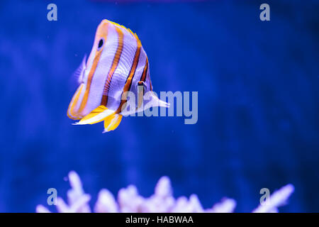 Kupfer-banded Butterflyfish, Chelmon Rostratus, im Riffaquarium Stockfoto