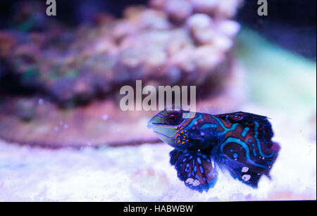 Mandarin Grundel Mandarin Rasterfahndung Synchiropus Splandidus in ein Riffaquarium nennt man auch Stockfoto