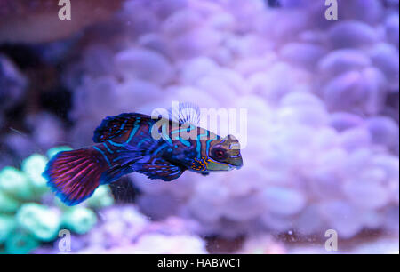 Mandarin Grundel Mandarin Rasterfahndung Synchiropus Splandidus in ein Riffaquarium nennt man auch Stockfoto