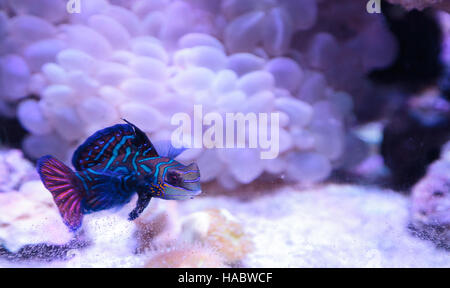 Mandarin Grundel Mandarin Rasterfahndung Synchiropus Splandidus in ein Riffaquarium nennt man auch Stockfoto