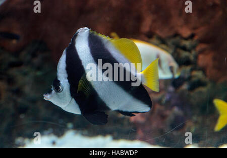 Wimpel Butterflyfish Heniochus Acuminatus hat schwarze und weiße Streifen mit einem gelben Schweif und größere Augen. Stockfoto