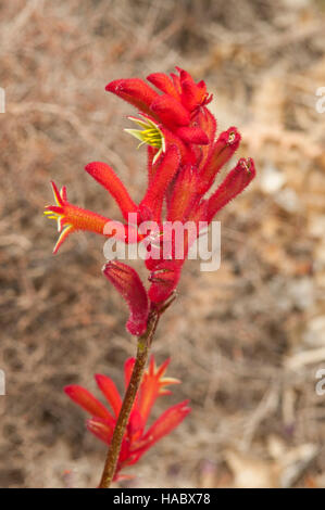 Anigozanthos SP., Pfote Kalbarri Red Kangaroo bei Stokes Bay Bush Garden, Kangaroo Island, South Australia, Australien Stockfoto