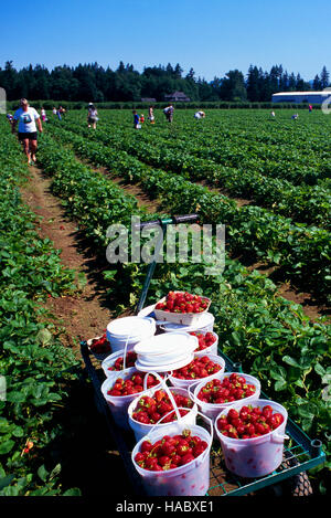 Eimer der gepflückten Erdbeeren auf einer U-Pick Strawberry Farm, Fraser Valley, BC, Britisch-Kolumbien, Kanada Stockfoto
