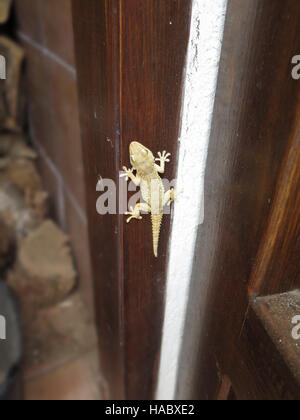 Gecko Eidechse auf braune Tür post Stockfoto