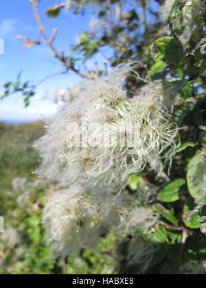 Alten Mans Bart wachsen in eine Hecke im Herbst auf der Isle of Portland, UK Stockfoto