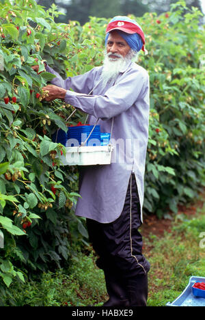 Fraser Valley, BC, Britisch-Kolumbien, Kanada - Migranten Landarbeiter Kommissionierung und Ernte Himbeeren aus einem Himbeer-Busch Stockfoto