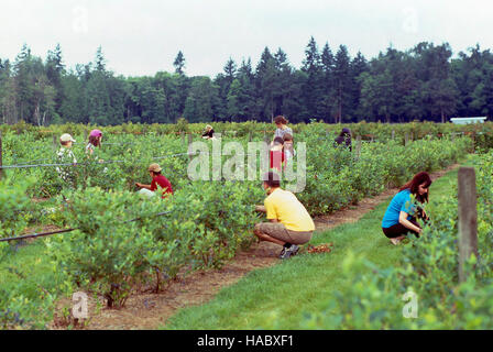 Menschen, die Blaubeeren pflücken, auf einem U-Pick Blueberry Bauernhof, Fraser Valley, BC, Britisch-Kolumbien, Kanada Stockfoto
