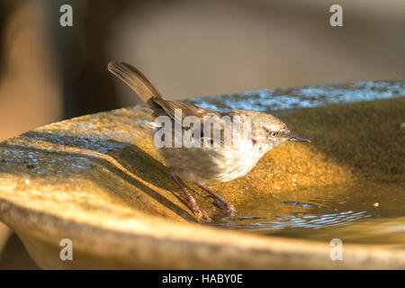 Weibliche hervorragende Fairy Wren, Malarus Cyaneus am Pelican Lagune, Kangaroo Island, South Australia, Australien Stockfoto