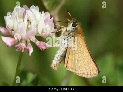 Europäische Essex Skipper (Thymelicus kleine) Fütterung auf eine Klee-Blume Stockfoto