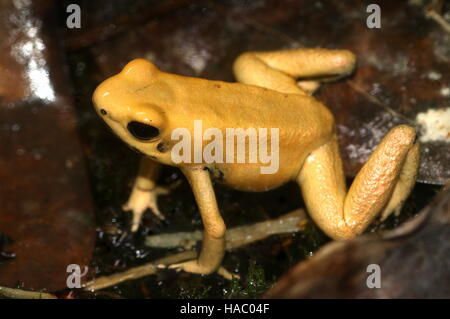 Kolumbianische goldene Pfeilgiftfrosch / Pfeil Frosch (Phyllobates Terribilis) Stockfoto